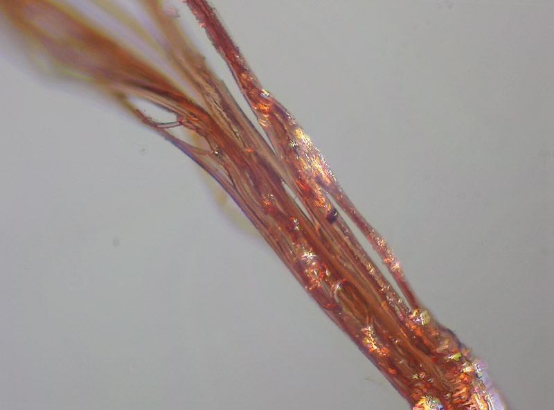Ovatura di Ero sp. (Mimetidae)